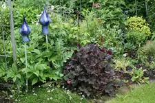 Heuchera0116.webp