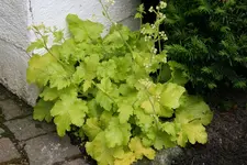 Heuchera0216.webp