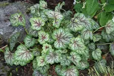 Heuchera3812.webp