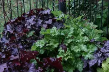 Heuchera3011.webp