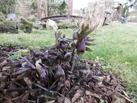 P1000208.webp