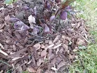 P1000209.webp