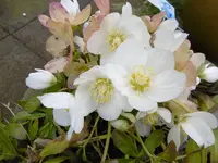 P1000211.webp