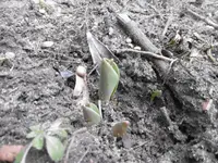P1000217.webp