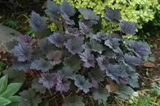 Heuchera4012.webp