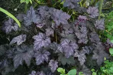 Heuchera3712.webp