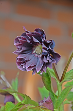 DSC_9193.webp