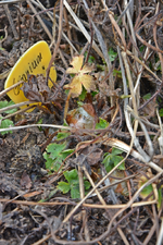 DSC_9199.JPG