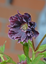 DSC_9195.webp