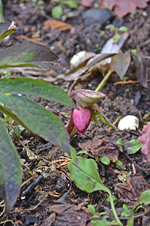 DSC_9208.webp