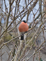 DSC_9186.webp