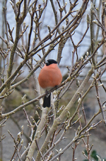 DSC_9187.webp