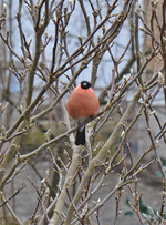 DSC_9190.webp