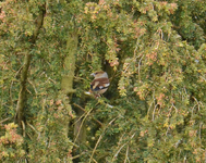 DSC_9209.webp