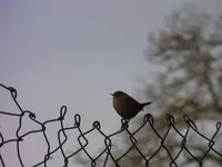 P1270812.webp