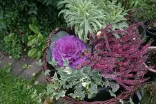Herbstzauber0207.webp