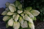 Hosta4007a.jpg