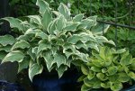 Hosta Dark Star0314.jpg