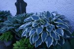 Hosta El Nino0111.jpg