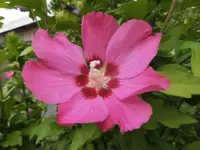 Bilda056.webp