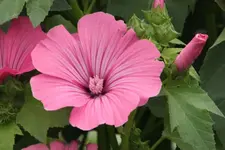 Bechermalve3.webp