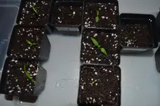 2017-02-20 Chili1.webp
