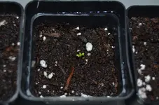 2017-02-20 Chili Lemon Drop.webp