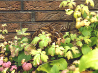 Tiarella Unscheinbar.webp