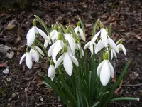 Schneeglöchchen im Beet.webp