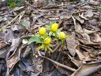 Winterlinge2.webp