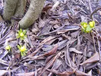 Winterlinge3.webp