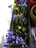 P1040460Iris.webp