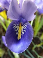 P1040466Iris.webp