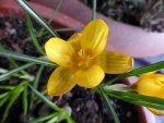 P1040468Krokus.jpg