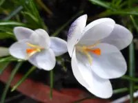 P1040469Krokus.jpg