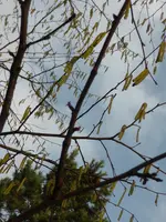 P1040418Hasel.jpg