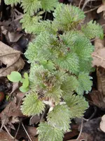 P1040440Brennnessel.webp