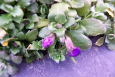 100_3531.JPG