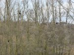 P1040447Kormoran.jpg
