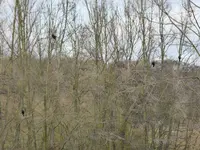 P1040447Kormoran.webp