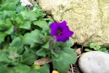 100_3532.JPG