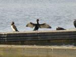 P1040451Kormoran.jpg