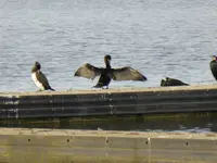 P1040451Kormoran.jpg
