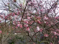 P1040456.webp