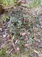 P1270713.webp