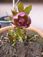 P1270700.webp