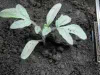 P2200347.webp