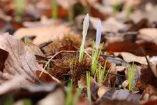 krokusse-im-winter.webp