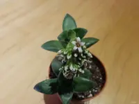 Blüte.webp
