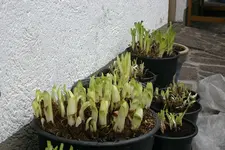 Agapanthus2810.webp